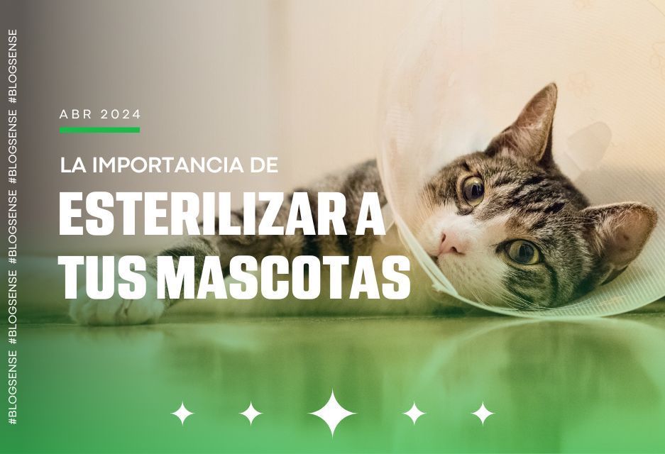 La importancia de esterilizar a tus mascotas